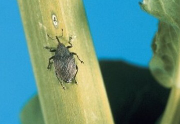 Mit dem Zuflug des Großen Rapsstängelrüsslers muss man rechnen, sobald der obere Boden fünf bie sieben Grad warm wird. In Gelbschalen lässt sich der Zuflug beurteilen.
