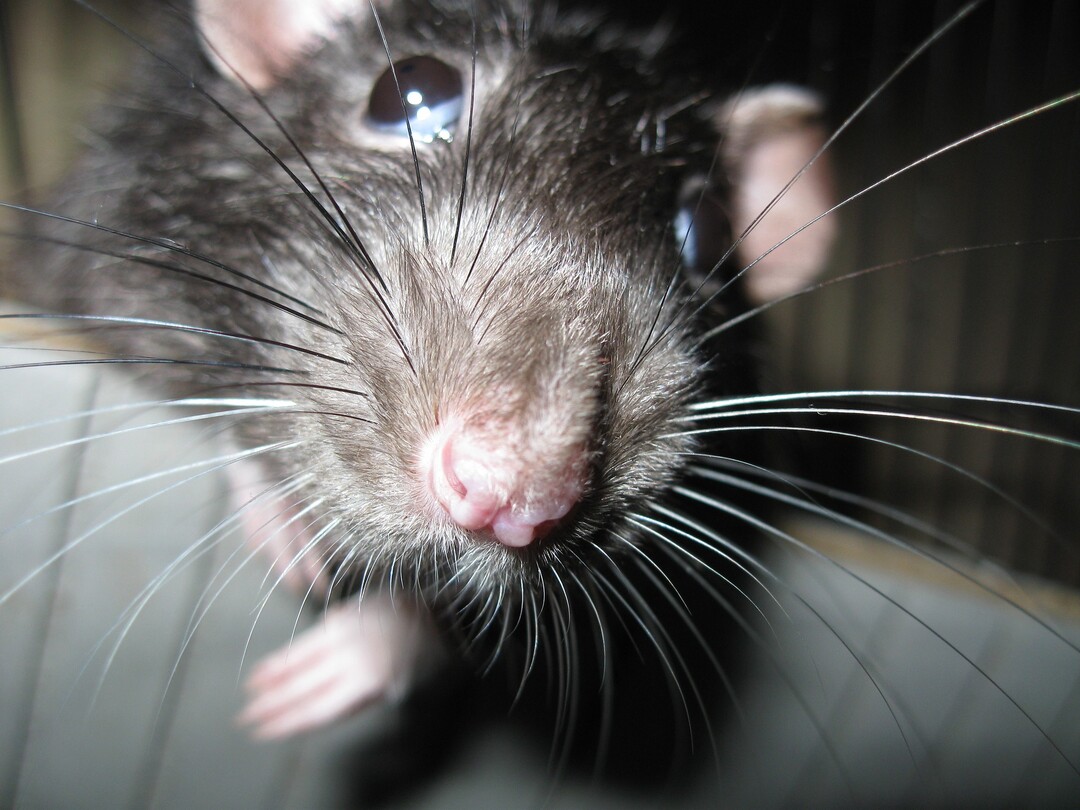 Ratten sind Schädlinge in Haus und Garten.