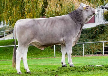 Der RBW-Braunviehbulle ist ein leistungsstarker Vererber.
