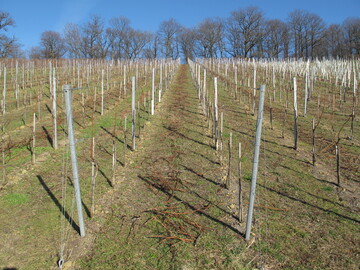 Die Schnittholzmenge in dieser Anlage lässt auf ein recht ausgewogenes Wuchsverhalten schließen. Eine Überforderung von jüngeren Anlagen sollte unbedingt vermieden werden.