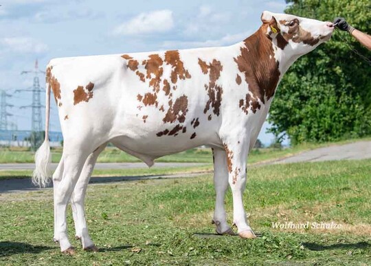 Redford bleibt mit einem RZG von 158 ein absoluter Spitzenbulle der Holsteinzucht.