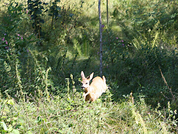 Im Wildtierportal Baden-Wrttemberg werden die Lebensweise, Bestandssituation und Verbreitung von ber 45 Wildtierarten ausfhrlich beschrieben. 
