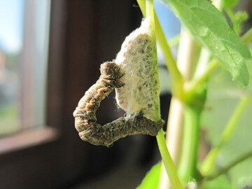 Der Rhombenspanner zählt zu den Austriebsschädlingen und kann Knospenschäden verursachen.