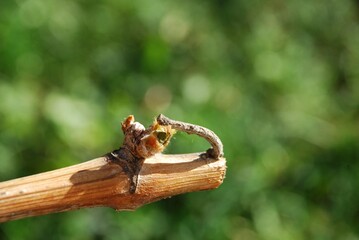 Der Austrieb lockt Schdlinge wie den Rhombenspanner an.