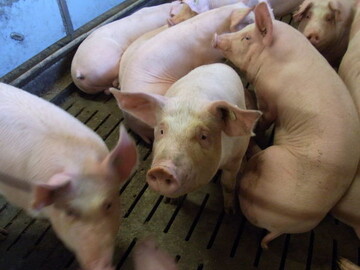 Schweinemast