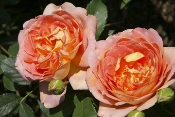 Lady of Shalott