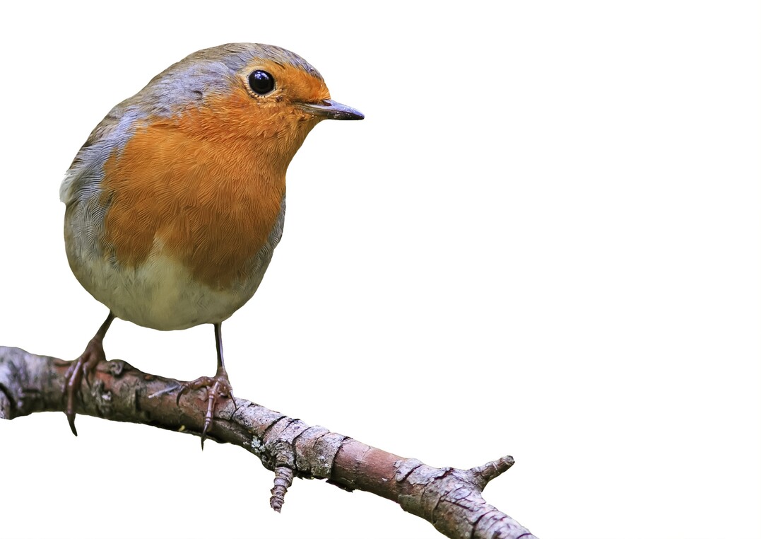 Mit den großen Knopfaugen kann das Rotkehlchen auch im Halbdunkel sehen