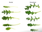 Rucola links, Kreuzkraut rechts