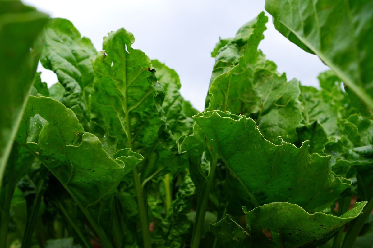Behandlungen gegen Cercospora-Befall in Zuckerrüben abschließen