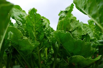 Damit gesunde Rüben wachsen, ist in einigen Fällen nun eine Notfallzulassung für die Saatgutbeize erlassen worden.