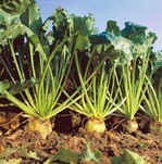 Die Zuckerrübenernte wird in diesem Jahr ab 8. September 2011 erwartet.