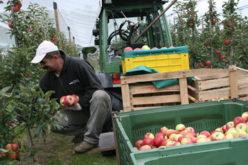 In Grobritannien frchten die Obstbauern um ihre Produktion, wenn im April ein Mindestlohn eingefhrt wird. 