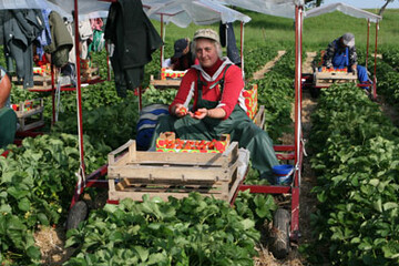 Ein breites Bndnis aus der Gartenbaubranche drngt darauf, dass die Grenzen fr Saisonarbeiter offenbleiben und die 115 Tage-Regelung aus dem Vorjahr bernommen wird.