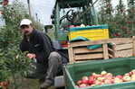 Bei der Beschäftigung ausländischer Erntehelfer ändert sich in diesem Jahr kaum etwas.