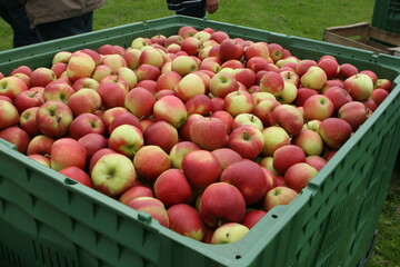 Die Ertragserwartungen für die diesjährige Apfelernte sind durchwachsen: Teils wird mit guten Erträgen gerechnet, teils von verhaltenem Fruchtansatz berichtet.