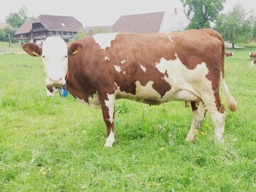 Die Vorderwlder-Kuh Salute, eine Gipig-Tochter aus der Zucht von Stefan Weiss in Schnwald, berzeugt durch ein einheitlich gutes Exterieur mit der Euternote 8.