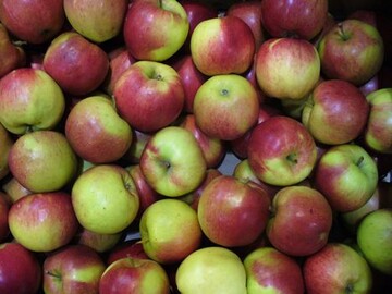 Die schorfresistente Sorte Santana mit ihrer etwas anderen Eiweizusammensetzung knnen auch Allergiker genieen.