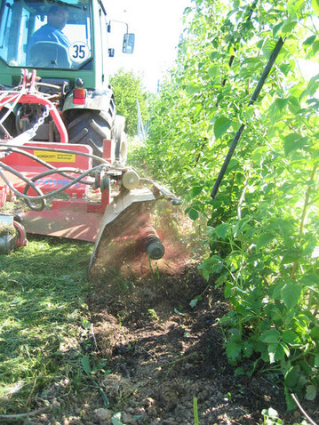 Mit dem Stammputzer aus dem Weinbau lassen sich Jungruten entfernen.