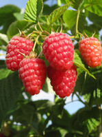 Optimale Bodenfeuchte ist Voraussetzung für sortentypische Fruchtgrößen und gutes Aroma.