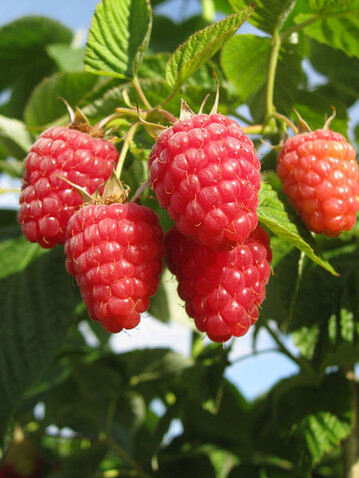 Optimale Bodenfeuchte ist Voraussetzung für sortentypische Fruchtgrößen und gutes Aroma.