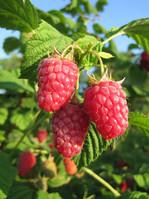 Die neue Himbeersorte Laszka besticht durch groß, himbeerrot glänzende Früchte.