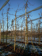 Bei gut formierten Bäumen mit schlankem Kopf dringt genügend Licht nach unten.