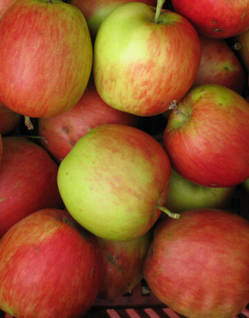 Summerflame ist eine schorftolerante Kreuzung aus Nela x Delbarestivale, Sie reift kurz nach Klarapfel. 