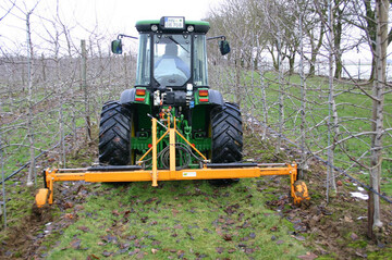 Der Wurzelschnitt erfolgt am besten ausgangs Winter. 