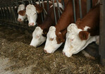 Viel Milch aus dem Grundfutter setzt voraus, dass Futterwert und Gärqualität der Silagen stimmen.