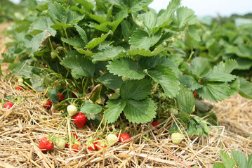 Gut eine Woche spter hat in diesem Jahr die Erdbeerernte am Bodensee begonnen. 
