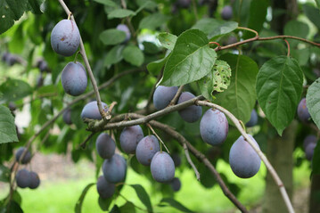 Ausdnnung und Moniliabekmpfung sind zwei wichtige Kulturmanahmen auf dem Weg zu besseren Zwetschgen. 