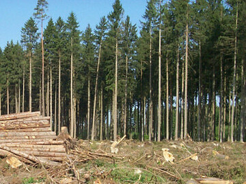 Wegen des Klimawandels wird die Fichte in den kommenden Jahrzehnten erhebliche Probleme im Land bekommen.