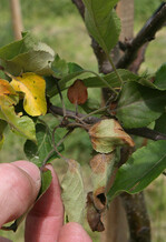 Gegen Feuerbrand werden alljährlich neue Mittel getestet. Neben einer guten Wirksamkeit muss das Augenmerk auch auf Pflanzenverträglichkeit gerichtet werden.