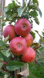 Stippe wie hier bei Kanzi führt unweigerlich zu Ernte- und Lagerverlusten. Daher ist eine ausreichende Versorgung der Früchte mit Calcium wichtig.