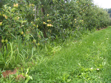 Unkruter in den Baumreihen konkurrieren mit den Obstbumen um Wasser und Nhrstoffe. Durch gezielten Herbizideinsatz lassen sie sich ausschalten. 