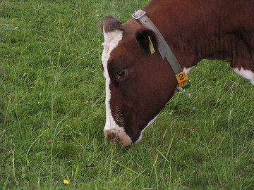 Bei der Kurzrasenweide muss das Flotzmaul der Kühe intensive Mäharbeit leisten. In der Folge sind die Tiere weitaus ruhiger als auf portionierten Weiden.