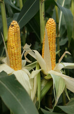 Erst wenn die Kolben 55 bis 60 Prozent Trockensubstanz haben, ist der Mais reif fürs Silo.