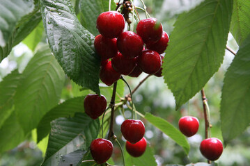 Heimische Kirschen sind gefragt. Durch Lagerung am Saisonende lassen sich bessere Preise erzielen. 