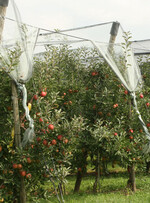 Der Klimawandel zwingt mehr und mehr zum geschützten Anbau, um das Witterungsrisiko zu begrenzen.