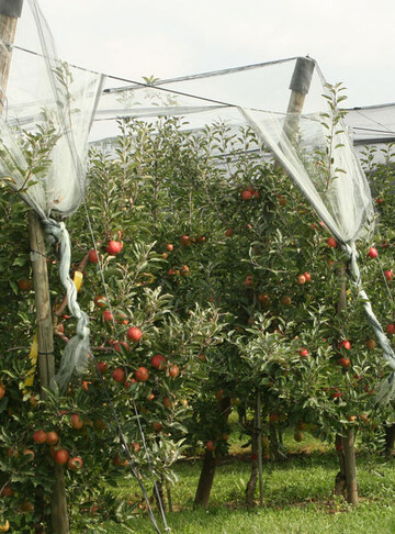 Der Klimawandel zwingt mehr und mehr zum geschtzten Anbau, um das Witterungsrisiko zu begrenzen. 