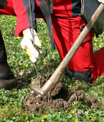 Das Pflanzverfahren muss der Pflanzengröße angepasst werden.