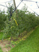 Um unterm Netz eine optimale Fruchtqualität und gute Ausfärbung zu erreichen, muss der Fruchtbehang durch Ausdünnung optimiert werden.