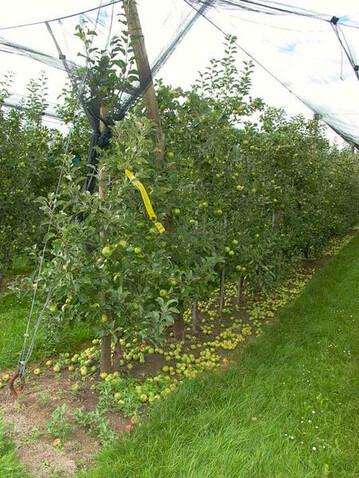 Um unterm Netz eine optimale Fruchtqualitt und gute Ausfrbung zu erreichen, muss der Fruchtbehang durch Ausdnnung optimiert werden. 