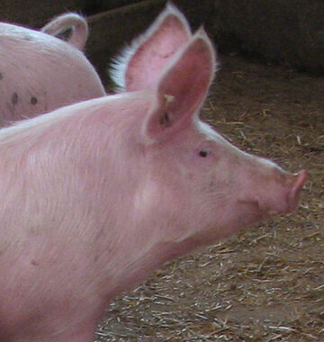 Den Mstern und Ferkelerzeugern geht die Preiserholung am Schlachtschweinemarkt zu langsam. Sie bruchten dringend hhere Preise, um nicht noch mehr Geld zu verlieren. 