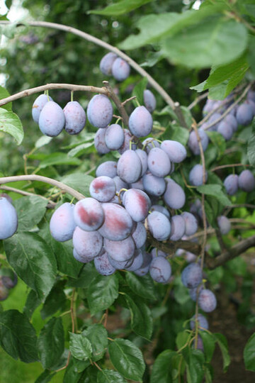 Sortenbereingigung tut Not: Am Markt tummeln sich zu viele Zwetschgensorten. 