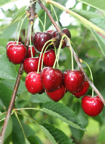 Neue Kirschensorten ergnzen das bewhrte Sortiment. Ein wichtiges Auswahlkriterium ist die Platzfestigkeit. 