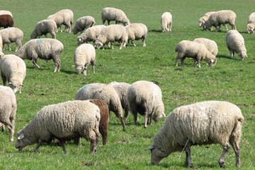 Die Nachfrage nach Lammfleisch ist in den Osterwochen am grten.