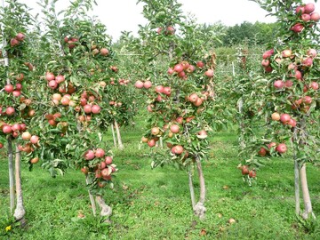 Werden die Bume vor der Ernte entblttert, stehen die Frchte im Licht und knnen besser ausfrben.