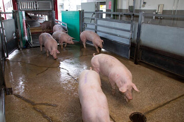 Anlieferung der Schweine: Kurze Wege und ein stressarmer Schlachtvorgang sollen Frische und Qualitt des Fleisches und der Wurst garantieren.