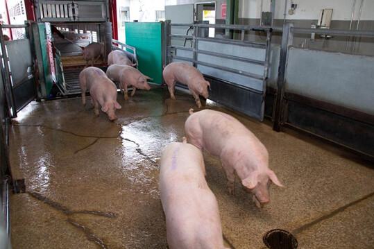 Anlieferung der Schweine: Kurze Wege und ein stressarmer Schlachtvorgang sollen Frische und Qualitt des Fleisches und der Wurst garantieren.